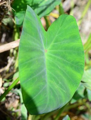 Elephant Ear