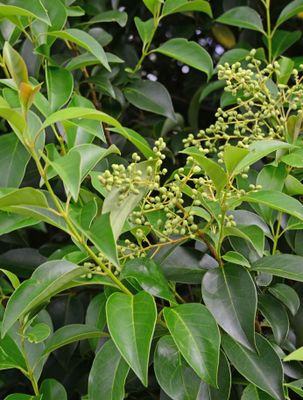 Glossy Privet