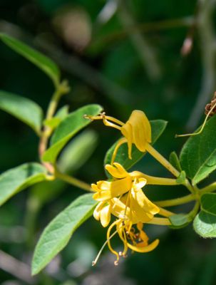 Japanese Honeysuckle