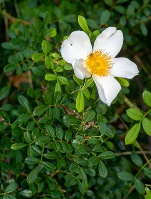 McCarthy Rose
