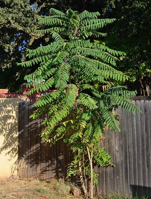Tree of Heaven