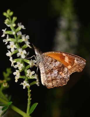 butterfly_bush