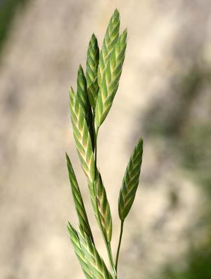 Rescue Grass