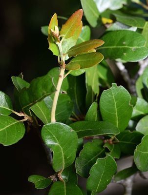 Live Oak