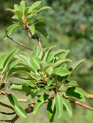 Texas Madrone