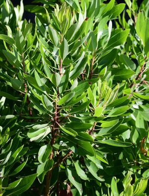 Texas Madrone