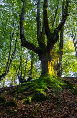 beech trees