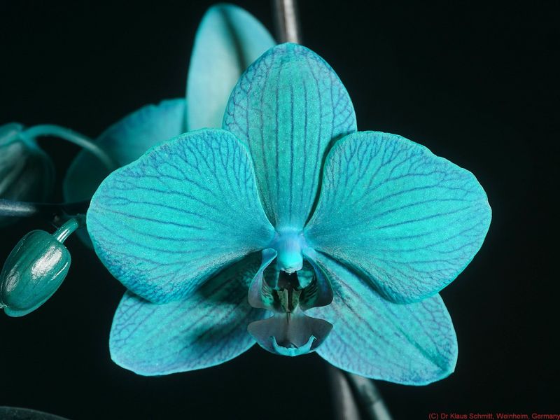 Phalaenopsis_BV_P1820297_(c).jpg