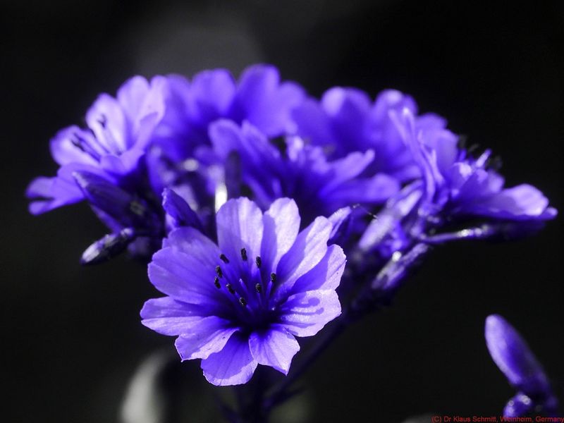 Lewisia UV P1820538_(c).jpg