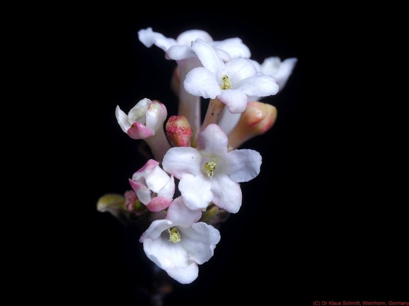 Viburnum  bodnantense VIS P1820633_(c).jpg