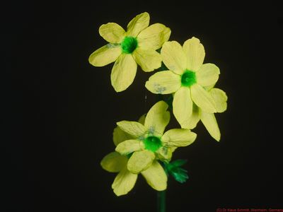 Jasminum nudiflorum BU P1820242_(c).jpg