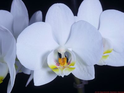 Phalaenopsis_VIS_P1820320_(c).jpg