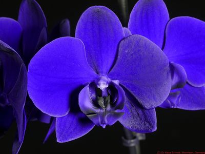 Phalaenopsis_UV_P1820311_(c).jpg