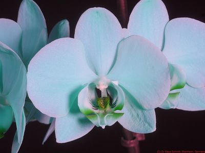 Phalaenopsis_BU_P1820340_(c).jpg