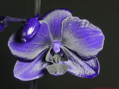 Phalaenopsis UV 2024-02-03 P1820642_(c).jpg