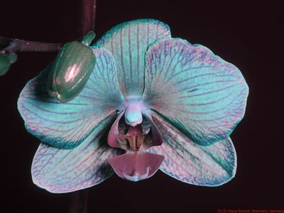 Phalaenopsis BU 2024-02-03 P1820650_(c).jpg