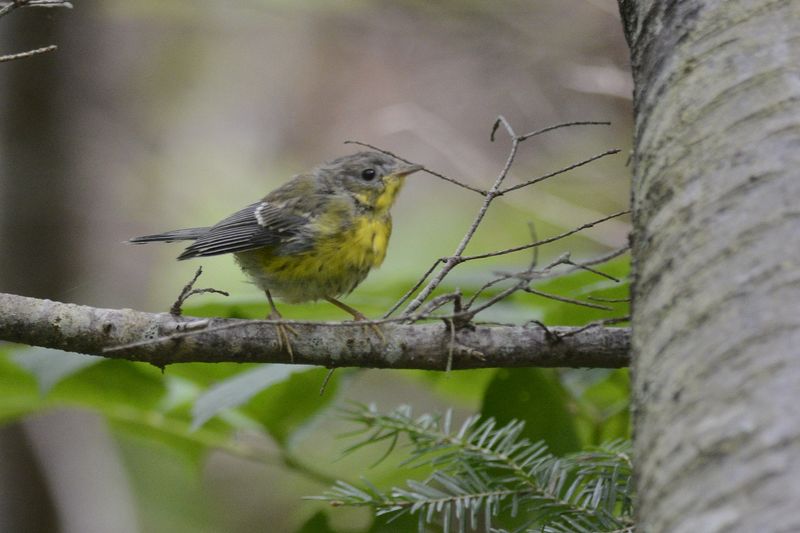 Paruline  tte cendre (Magnolia warbler)