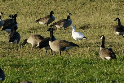 Canards, Oies et Cygnes