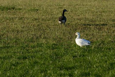 Oie des Neiges (Snow goose)