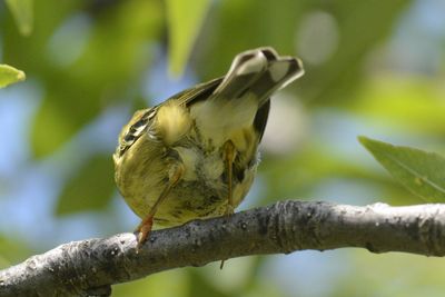 Paruline raye (Blackpoll warbler)