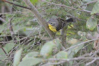 Paruline  tte cendre (Magnolia warbler)