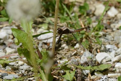 La Julienne ( Ladona julia) Chalked-fronted corporal