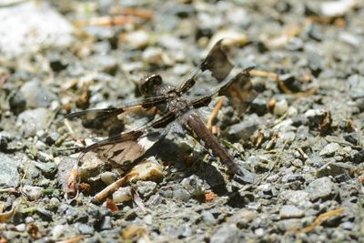 Libellule Lydienne (Plathemis lydia) Common whitetail