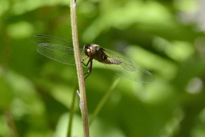 La Julienne ( Ladona julia) Chalked-fronted corporal