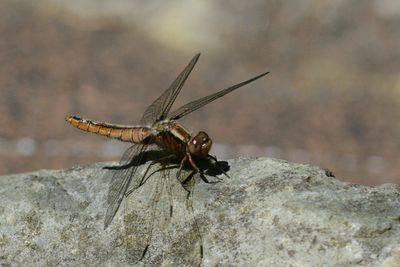 La Julienne ( Ladona julia) Chalked-fronted corporal