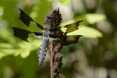 Libellule Lydienne (Plathemis lydia) Common whitetail