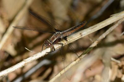La Julienne ( Ladona julia) Chalked-fronted corporal