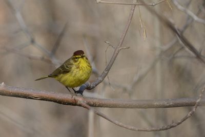 Paruline  couronne rousse (Palm warbler)