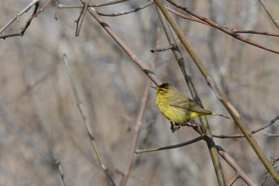Paruline à couronne rousse (Palm warbler)