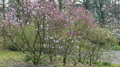 DSC00238.JPG