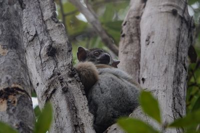 madagaskar