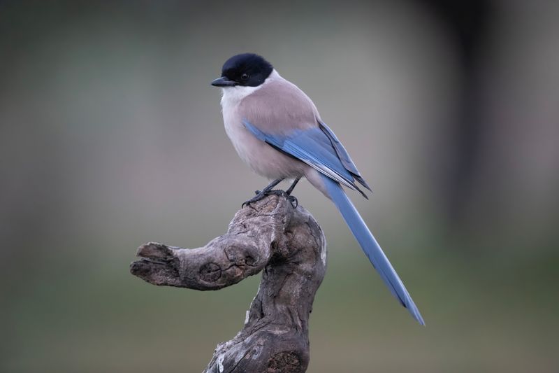 Magpie,Azure-winged 