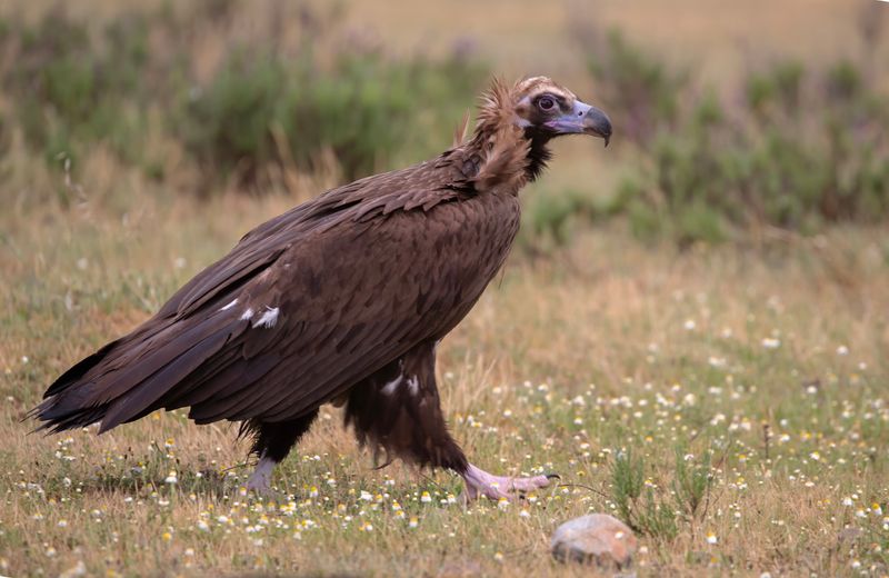 Cinerous (Black) Vulture.  Spain