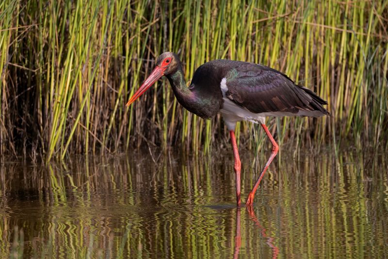 Black Stork. Lesvos,Greece