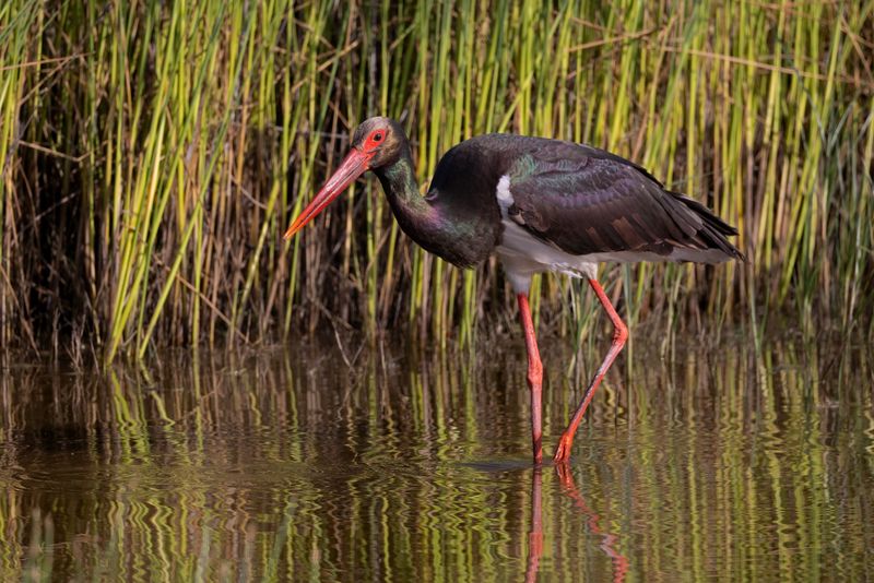 Black Stork.    Lesvos,Greece