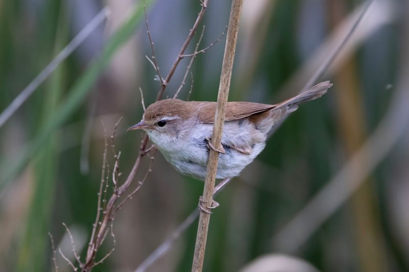 Cetti's Warbler.  Lesvos,Greece