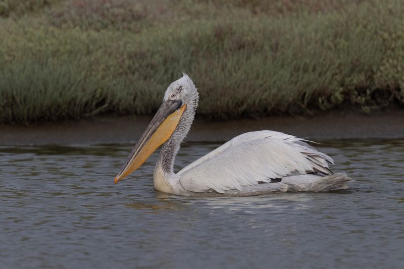 Dalmation Pelican.    Lesvos,Greece