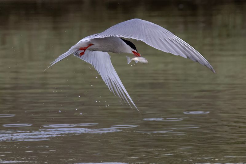 Common Tern.    Lesvos, Greece 