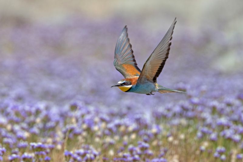 Bee-eater,European 