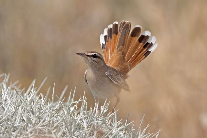 Rufous Bush Robin.      Lesvos,Greece