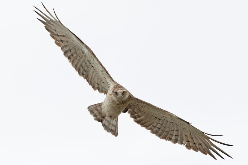 Short-toed Eagle.      Lesvos,Greece