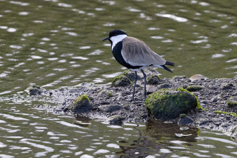 Spur-winged Plover.     Lesvos,Greece.