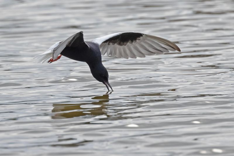 White-winged Tern.      Lesvos,Greece