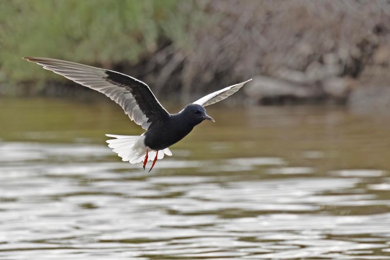 White-winged Tern.      Lesvos,Greece