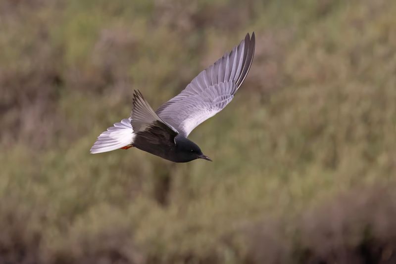 White-winged Tern.      Lesvos,Greece