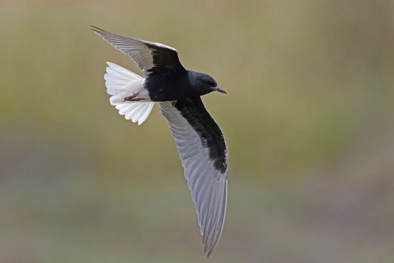 Tern,White-winged 